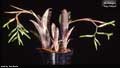 Billbergia 'Ivey Meyer'
